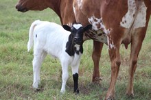 2024 Taste of Honey Heifer