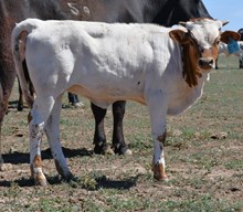 DB Mermaid's Lily Heifer